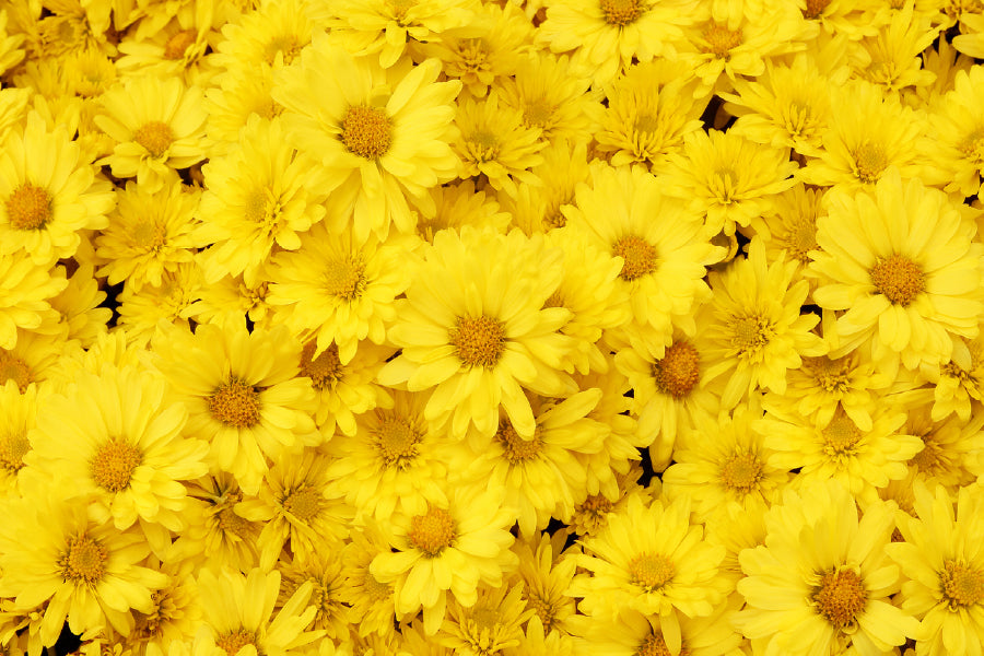 Yellow Daisy Flowers Photograph Print 100% Australian Made