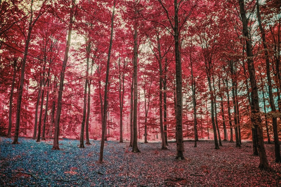 Autumn Red Blossom Trees Forest Photograph Print 100% Australian Made