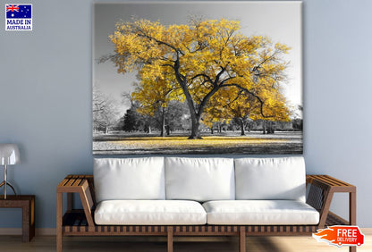 B&W Trees with Yellow Leaves Photograph Print 100% Australian Made