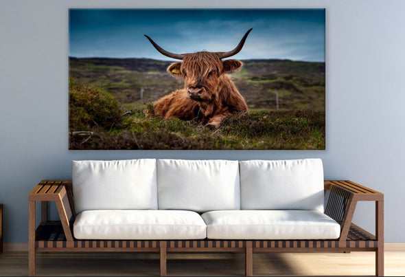 Brown Highland Cow Laying on Grass Print 100% Australian Made