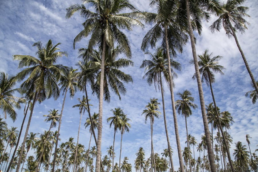 Tall Palm Trees & Sky Photograph Print 100% Australian Made