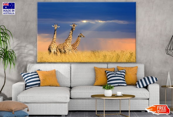 Giraffes in National park Photograph Print 100% Australian Made