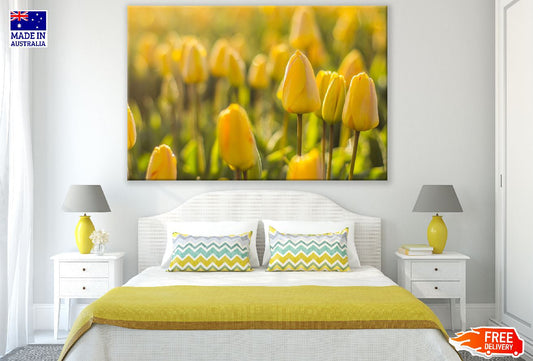 Yellow Tulip Flowers Closeup Photograph Print 100% Australian Made