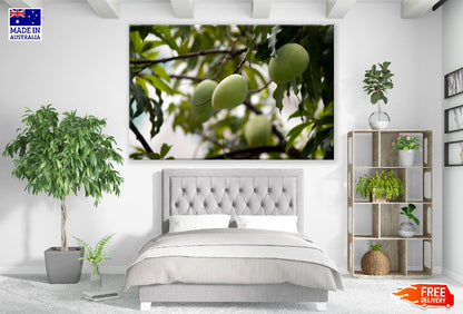 Mango Fruit Tree Photograph Print 100% Australian Made