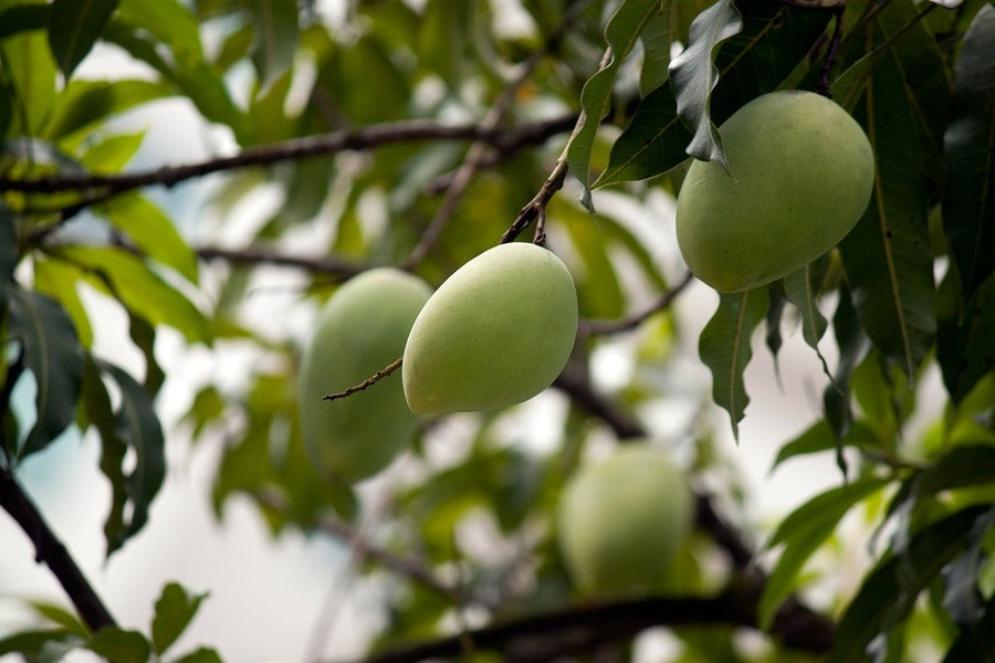 Mango Fruit Tree Photograph Print 100% Australian Made