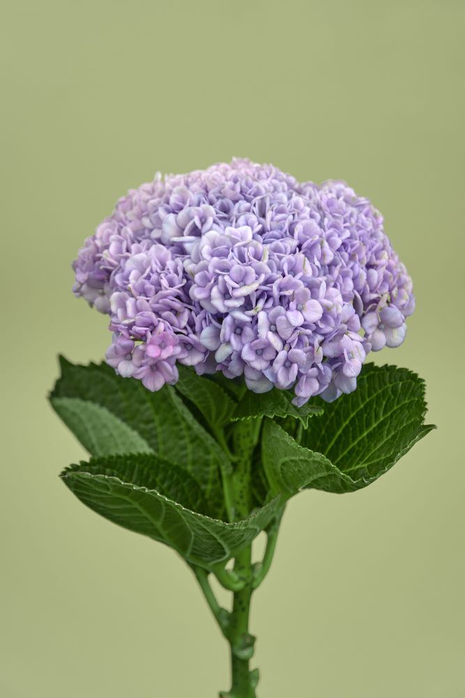 Hydrangea Flowers Closeup Photograph Print 100% Australian Made