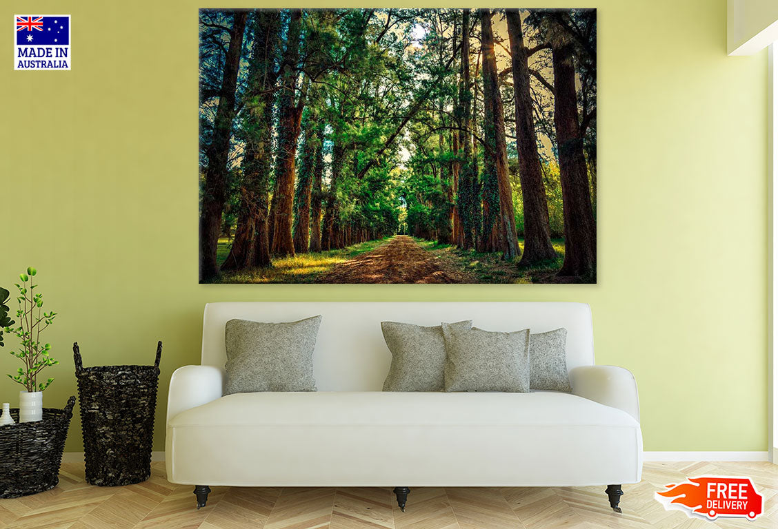 Road in Huge Tree Forest Photograph Print 100% Australian Made