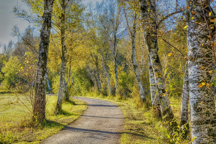 Yellow Autumn Tree Pathway Photograph Print 100% Australian Made