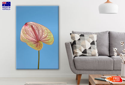 Beautiful Anthurium Flower Closeup Photograph Print 100% Australian Made
