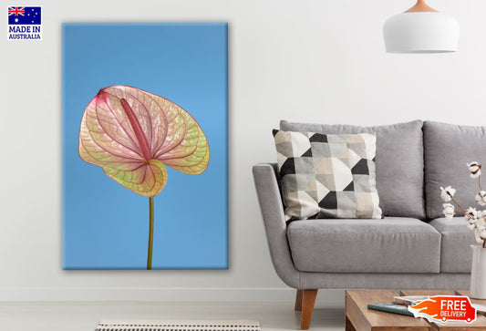 Beautiful Anthurium Flower Closeup Photograph Print 100% Australian Made