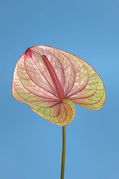 Beautiful Anthurium Flower Closeup Photograph Print 100% Australian Made