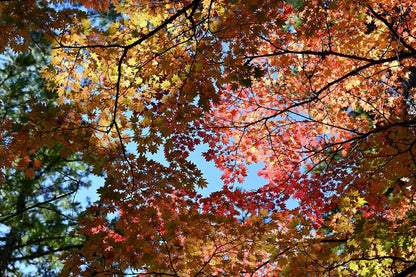 Maple Tree Leaves View From Below Photograph Print 100% Australian Made