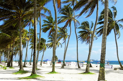 Palm Trees on Sea Shore Photograph Print 100% Australian Made