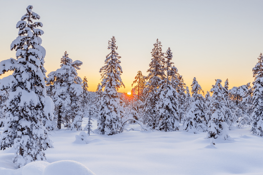 Snow Covered Trees Sunset Photograph Print 100% Australian Made