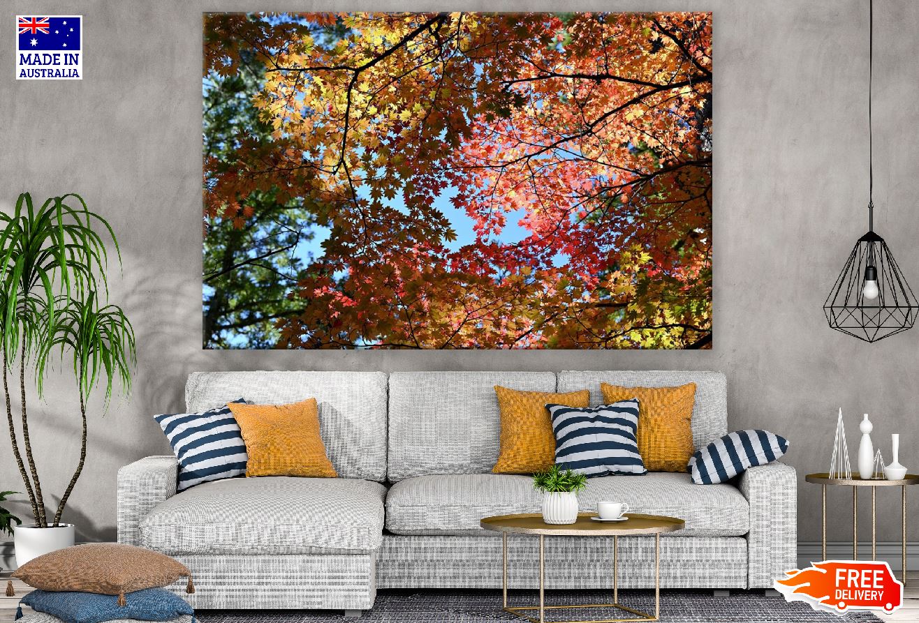 Maple Tree Leaves View From Below Photograph Print 100% Australian Made