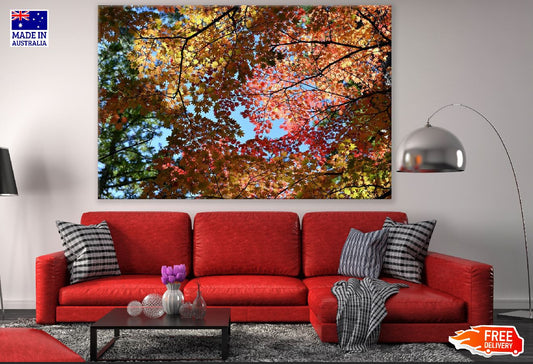 Maple Tree Leaves View From Below Photograph Print 100% Australian Made