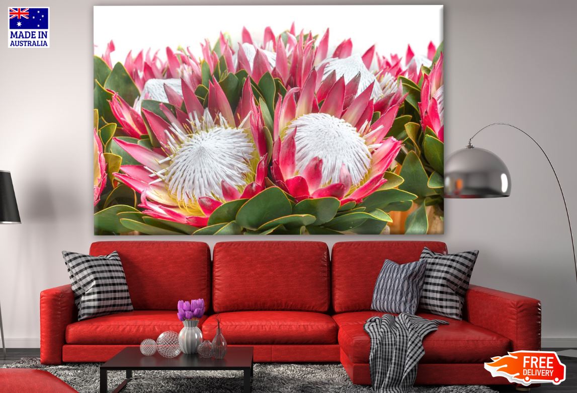 King Protea Flower Closeup Photograph Print 100% Australian Made