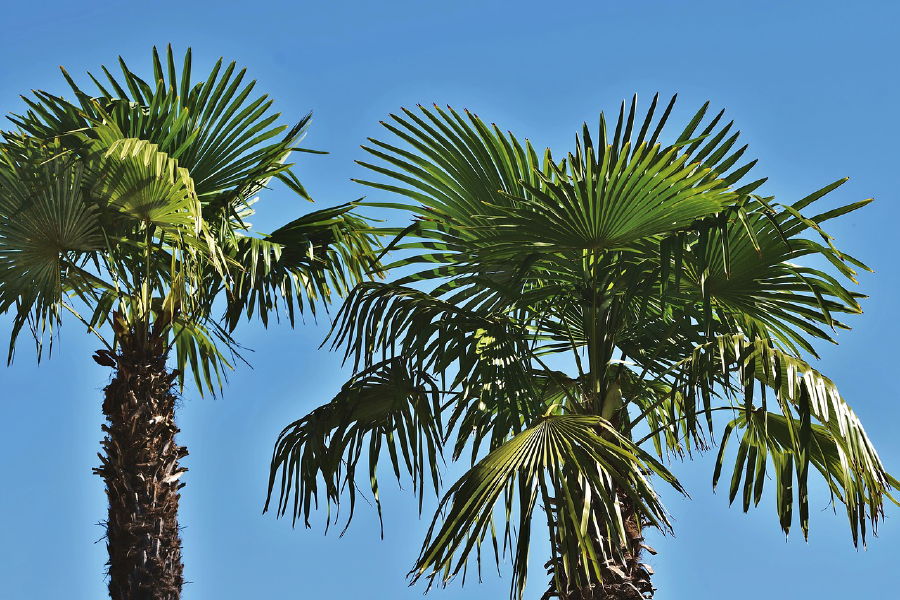 Palm Trees Closeup Photograph Print 100% Australian Made