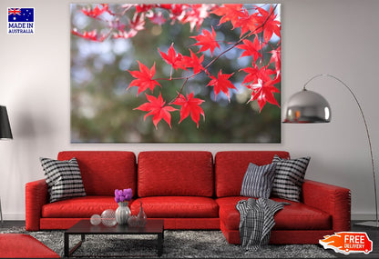 Red Maple Leaves Branch Photograph Print 100% Australian Made