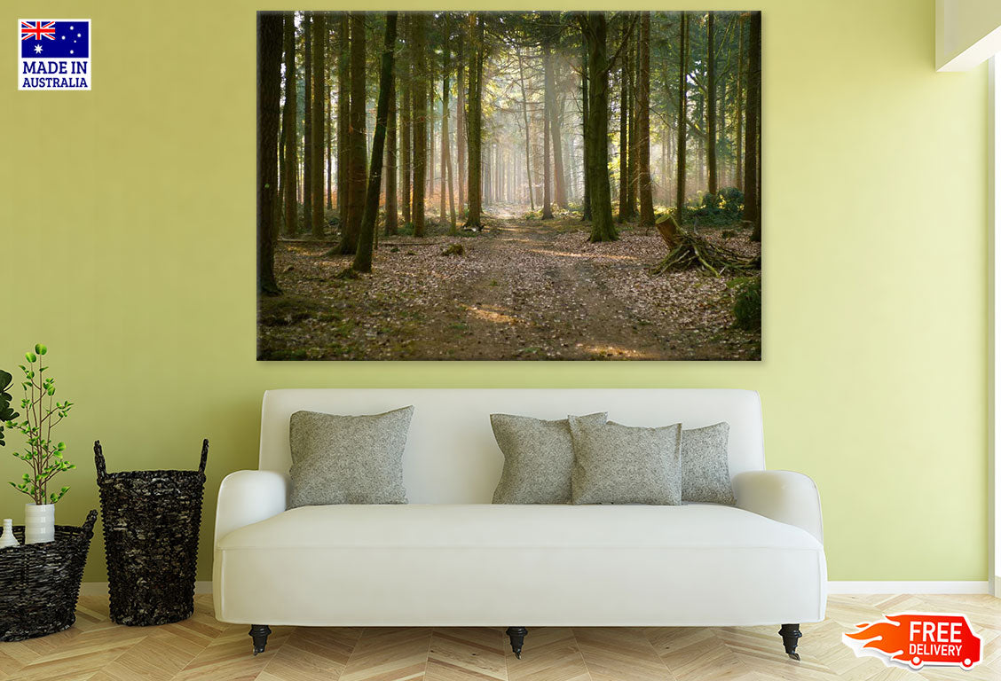 Road in Huge Tree Forest Photograph Print 100% Australian Made