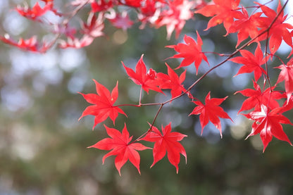 Red Maple Leaves Branch Photograph Print 100% Australian Made