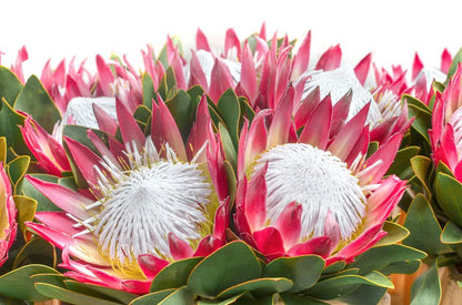 King Protea Flower Closeup Photograph Print 100% Australian Made