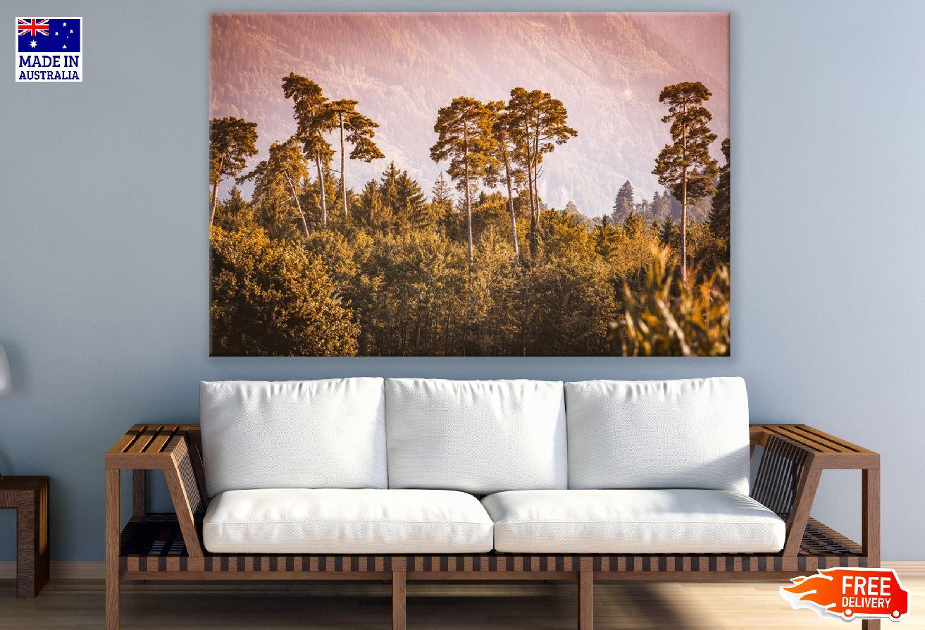 Mixed Pine Hardwood Forest Photograph Print 100% Australian Made