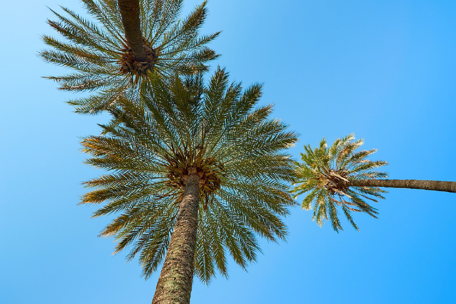 Palm Trees Closeup Photograph Print 100% Australian Made