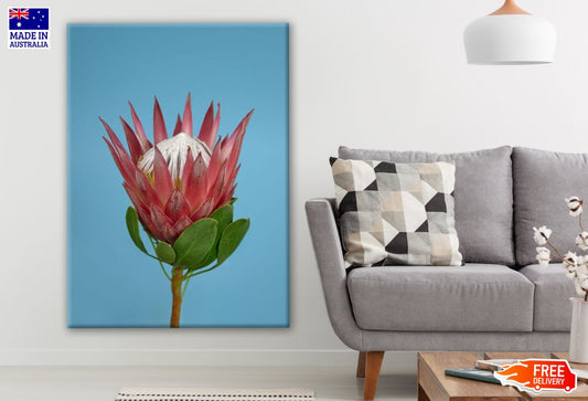 Red Protea Flower Closeup Photograph Print 100% Australian Made