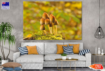 Mica Ink Cap Mushrooms Photograph Print 100% Australian Made