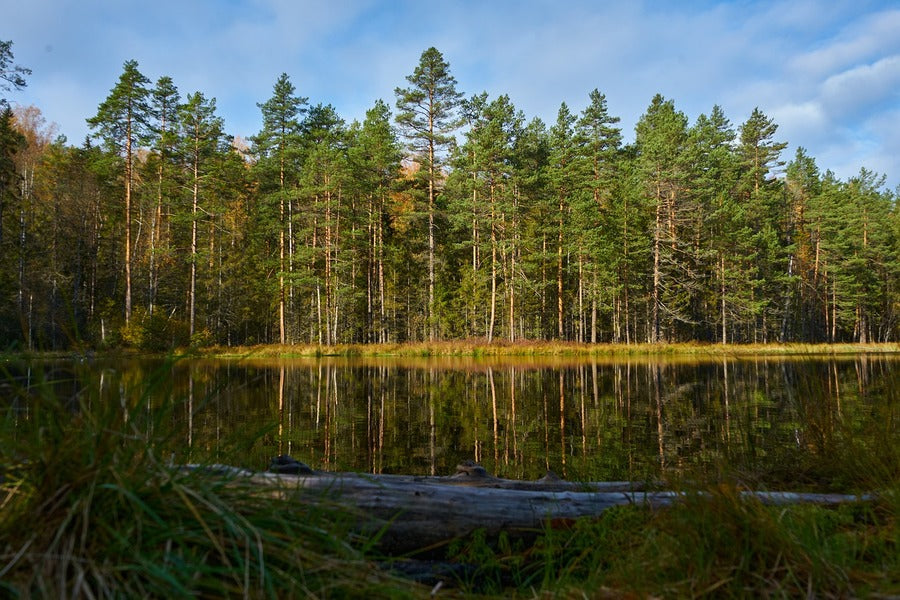 Trees on a Lake Edge Reflected Photograph Print 100% Australian Made