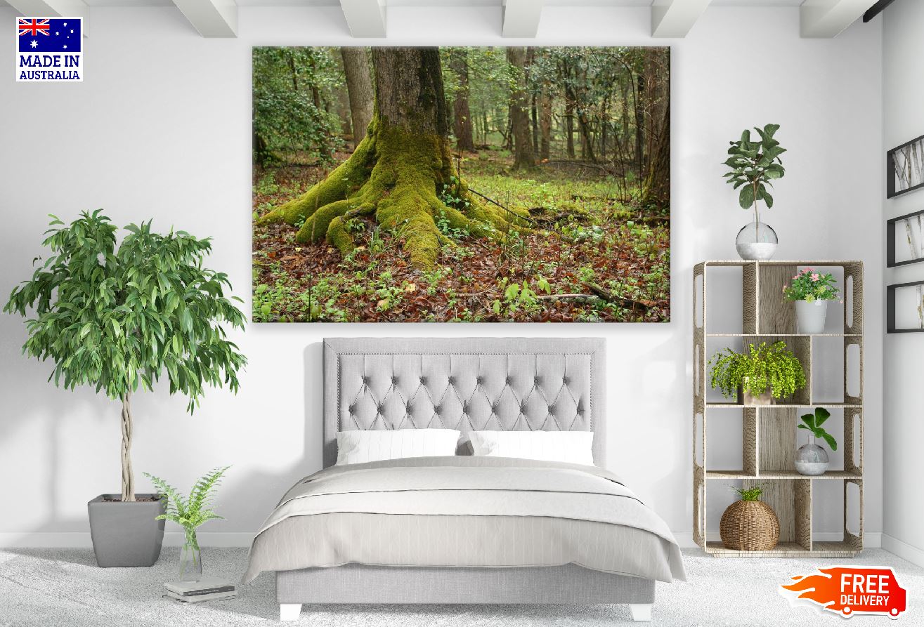 Mossy Tree Trunk Photograph Print 100% Australian Made