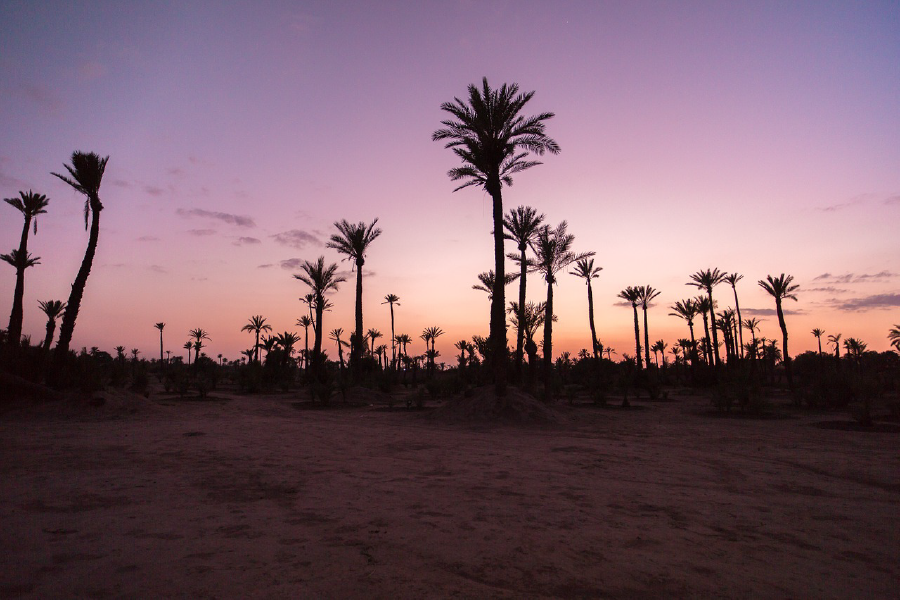 Palm Trees & Sunset Sky Photograph Print 100% Australian Made