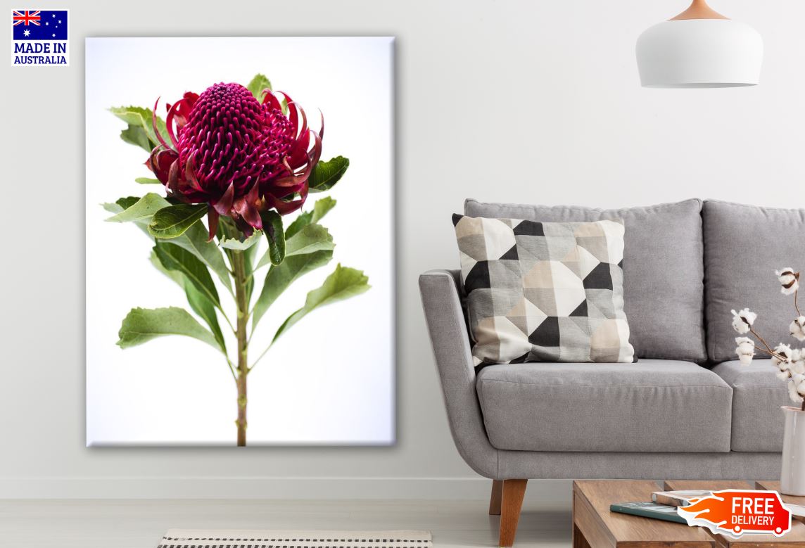Pink Peony Flower Closeup Photograph Print 100% Australian Made