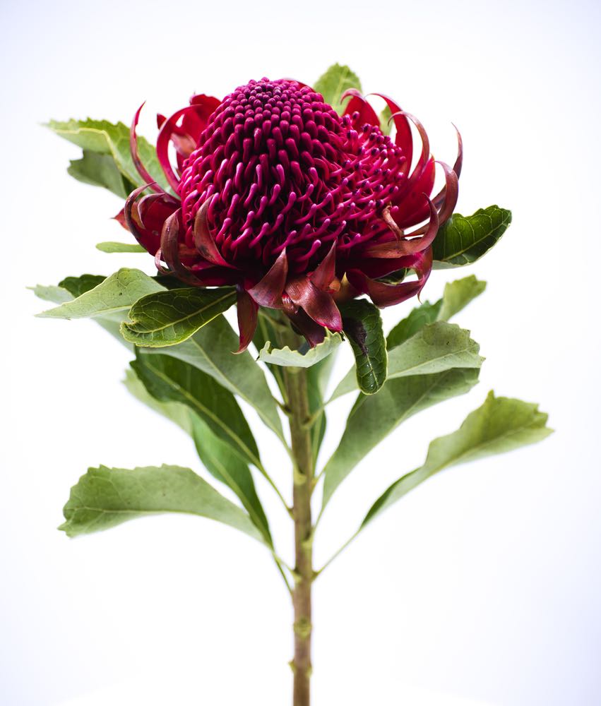 Pink Peony Flower Closeup Photograph Print 100% Australian Made