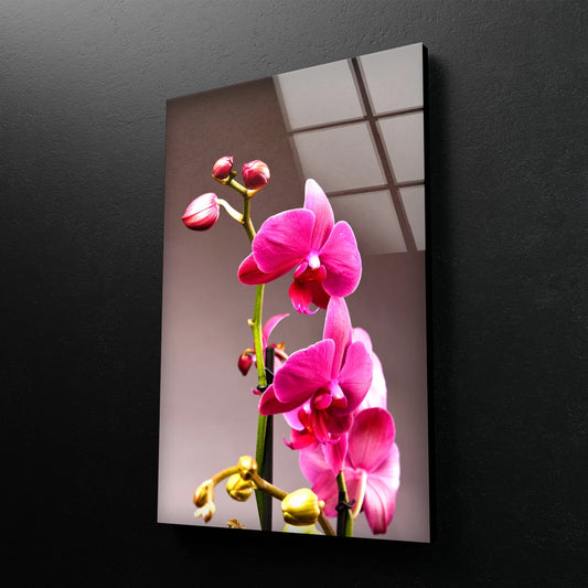 Pink Orchid Flowers Photograph Acrylic Glass Print Tempered Glass Wall Art 100% Made in Australia Ready to Hang