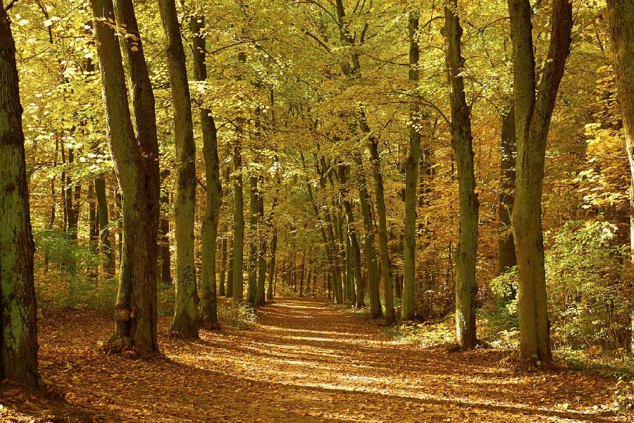 Road in Autumn Forest Photograph Print 100% Australian Made