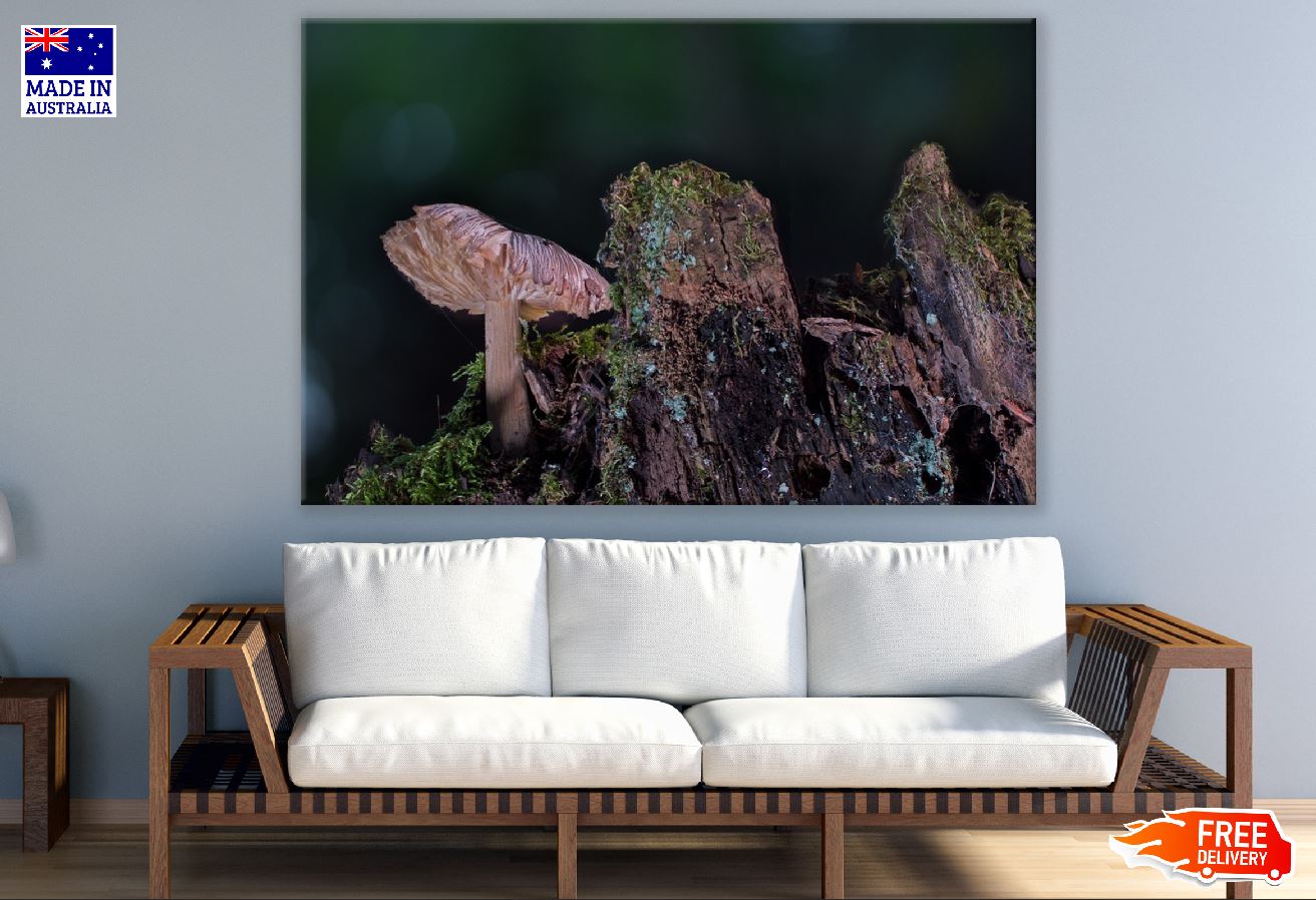 Wild Mushroom Closeup Photograph Print 100% Australian Made