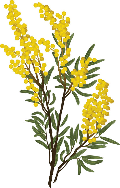 Branch of Wattle Flowers & Leaves Photograph Print 100% Australian Made