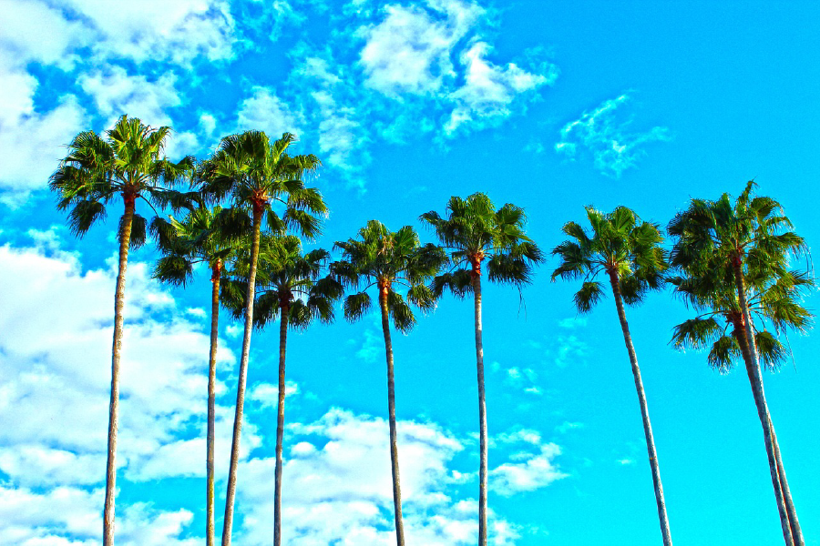 Palm Trees & Sky Photograph Print 100% Australian Made