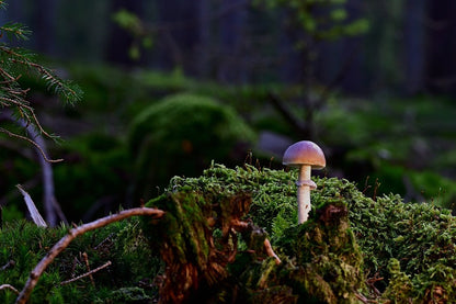 Mushroom Closeup Photograph Print 100% Australian Made