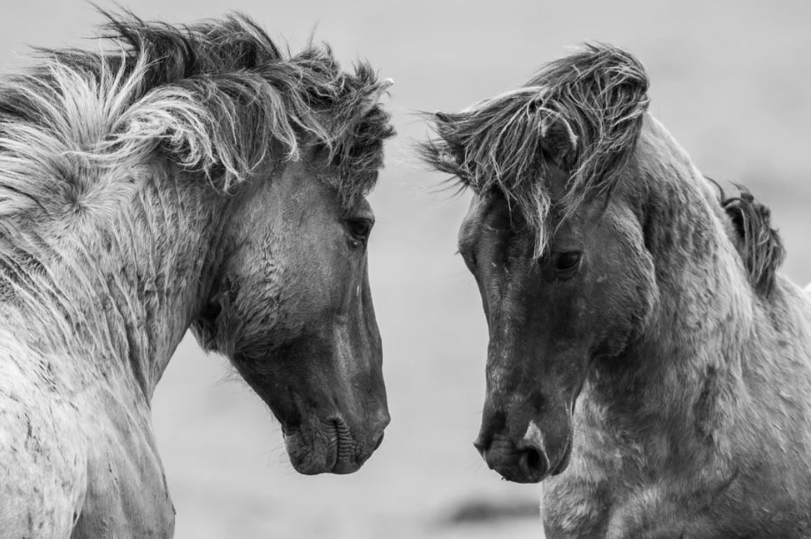 Horses Portrait B&W Photograph Home Decor Premium Quality Poster Print Choose Your Sizes