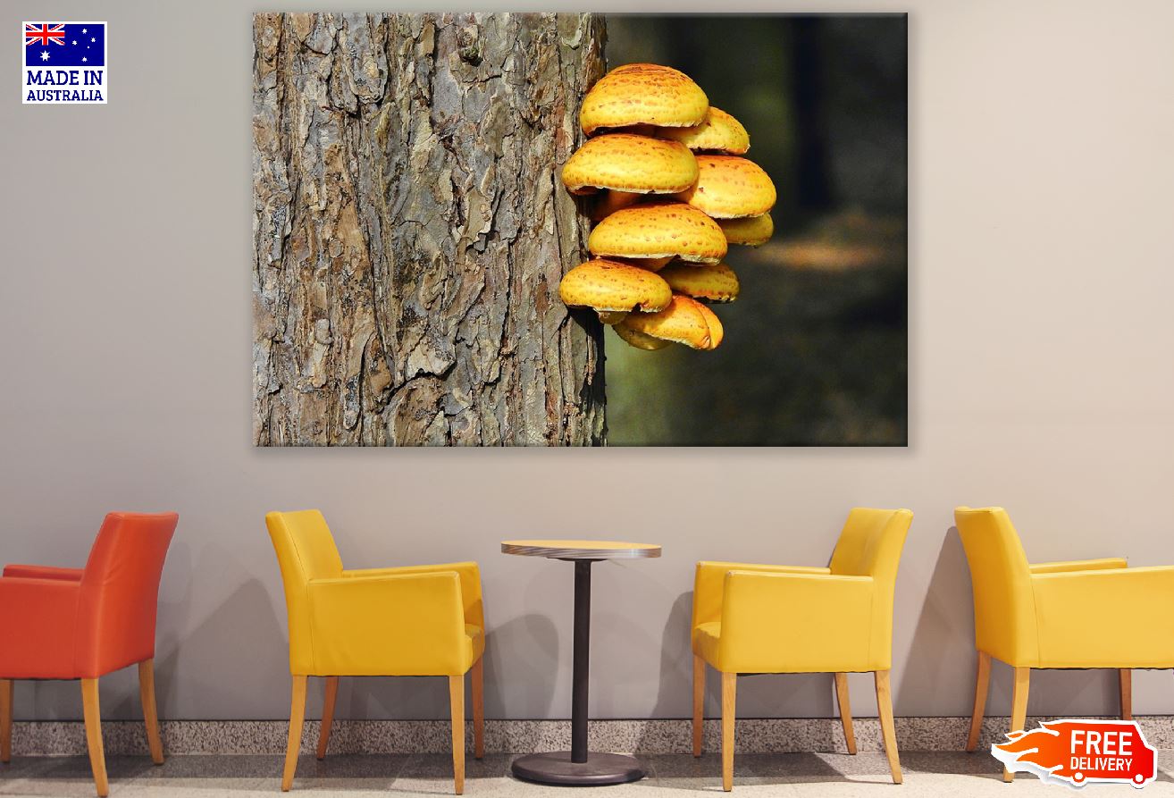 Mushrooms on Bark Tree Photograph Print 100% Australian Made