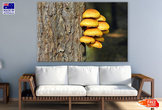 Mushrooms on Bark Tree Photograph Print 100% Australian Made