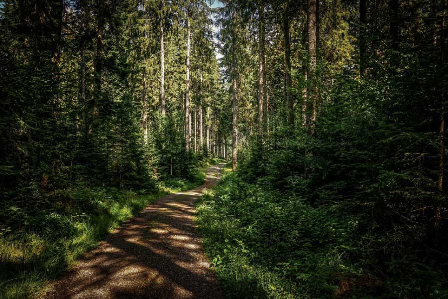 Footpath in Forest Photograph Print 100% Australian Made