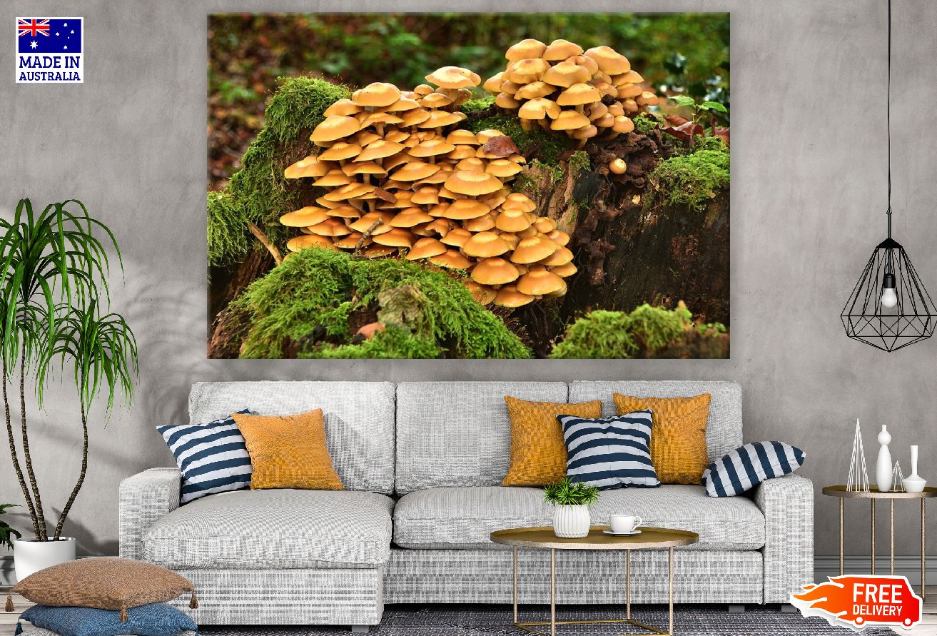 Mushrooms Plants on Tree Trunk Photograph Print 100% Australian Made