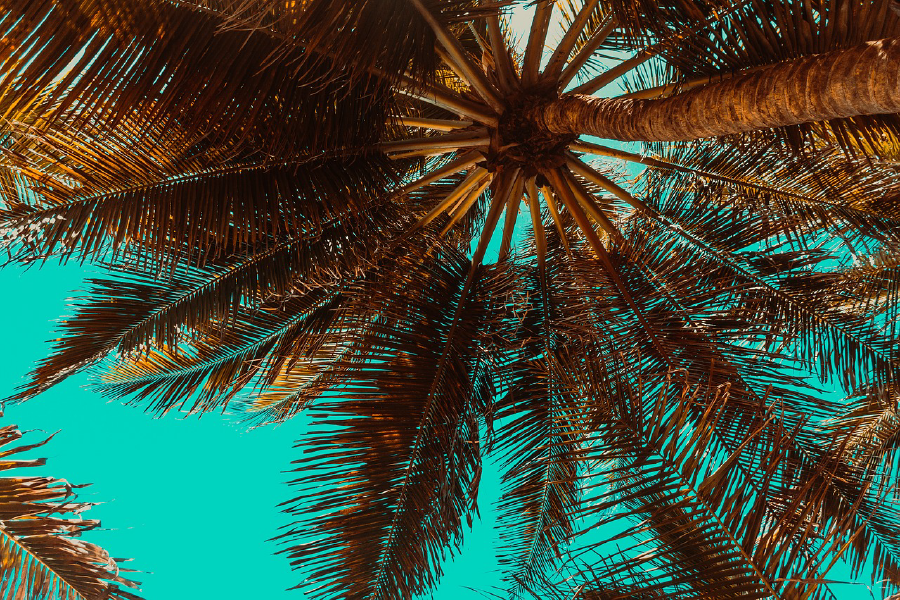 Palm Tree Closeup Photograph Print 100% Australian Made