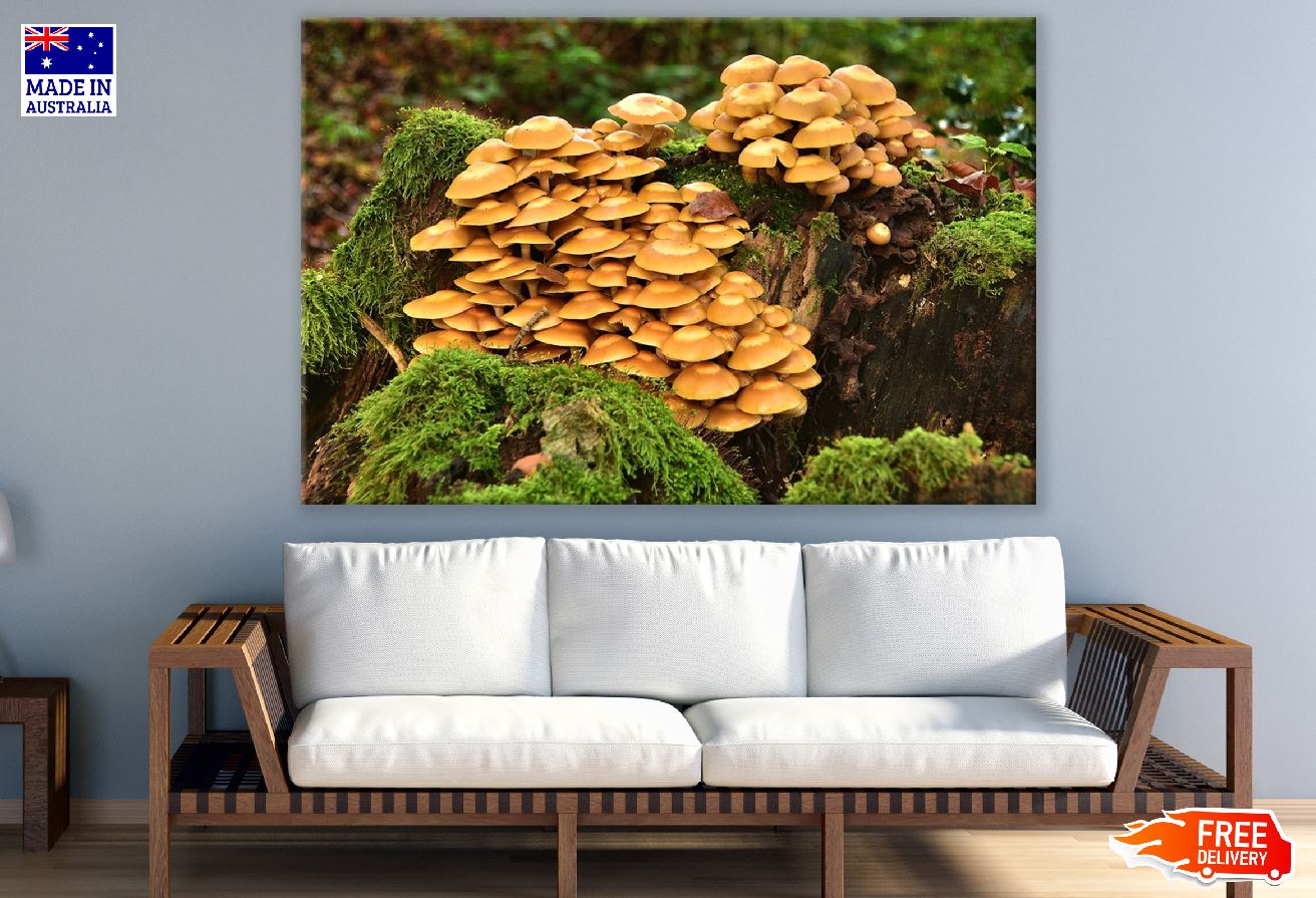 Mushrooms Plants on Tree Trunk Photograph Print 100% Australian Made