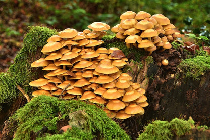 Mushrooms Plants on Tree Trunk Photograph Print 100% Australian Made