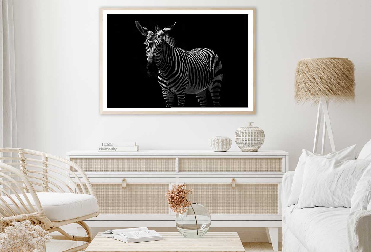 Zebra on Dark Closeup Photograph Home Decor Premium Quality Poster Print Choose Your Sizes